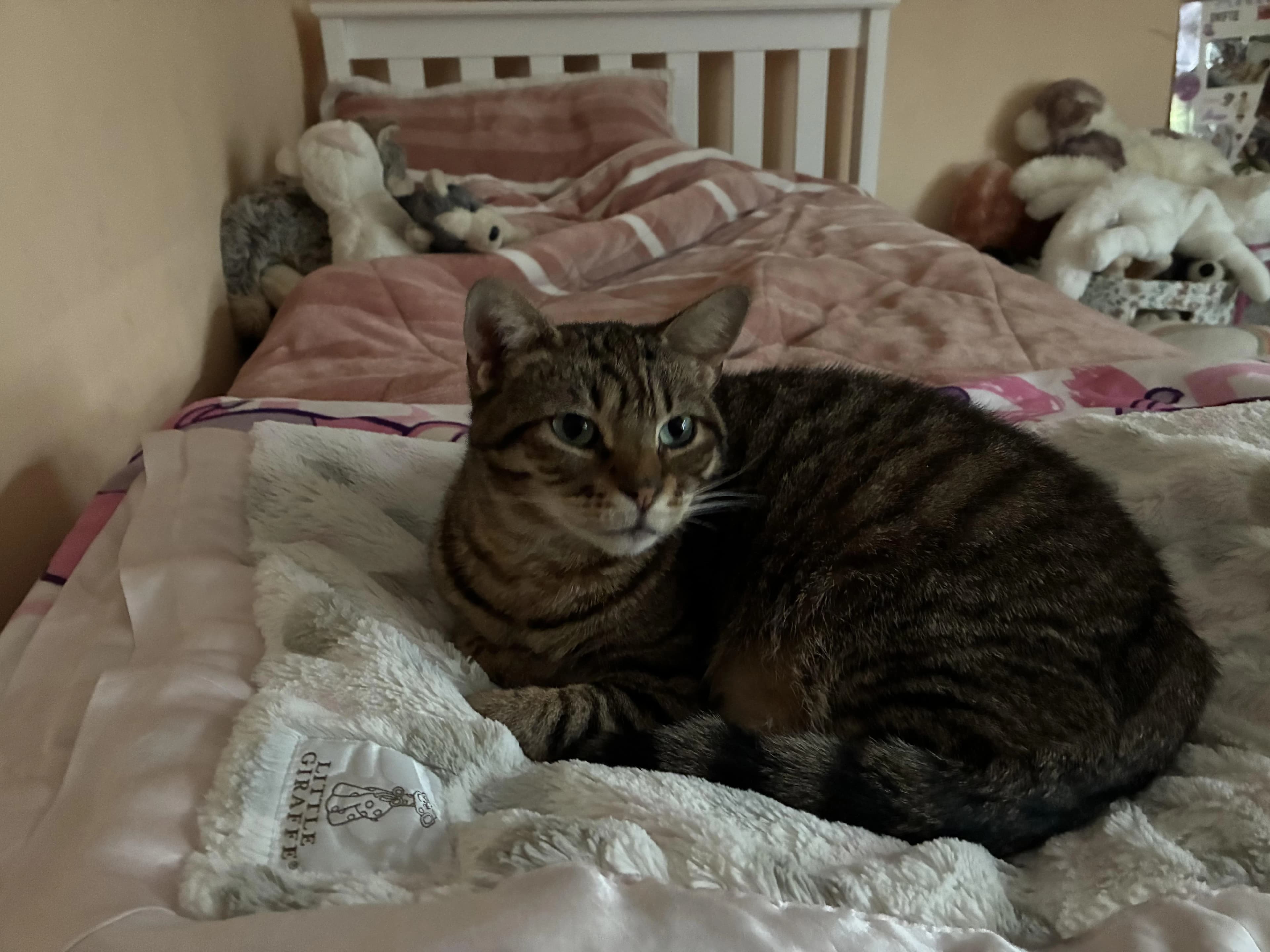Daisy, a brown tabby, curled up on a soft blanket