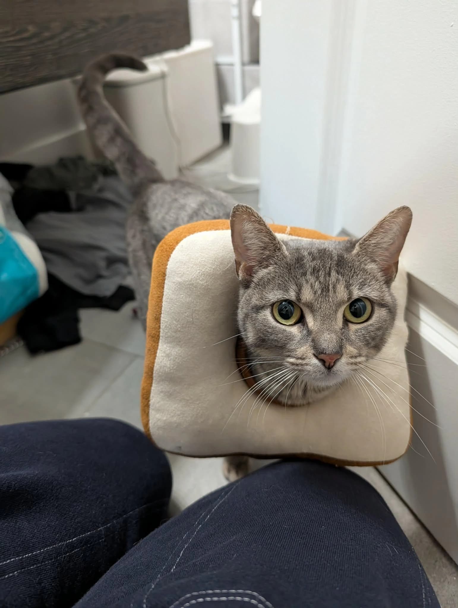 Puddles wearing a soft bread-shaped collar