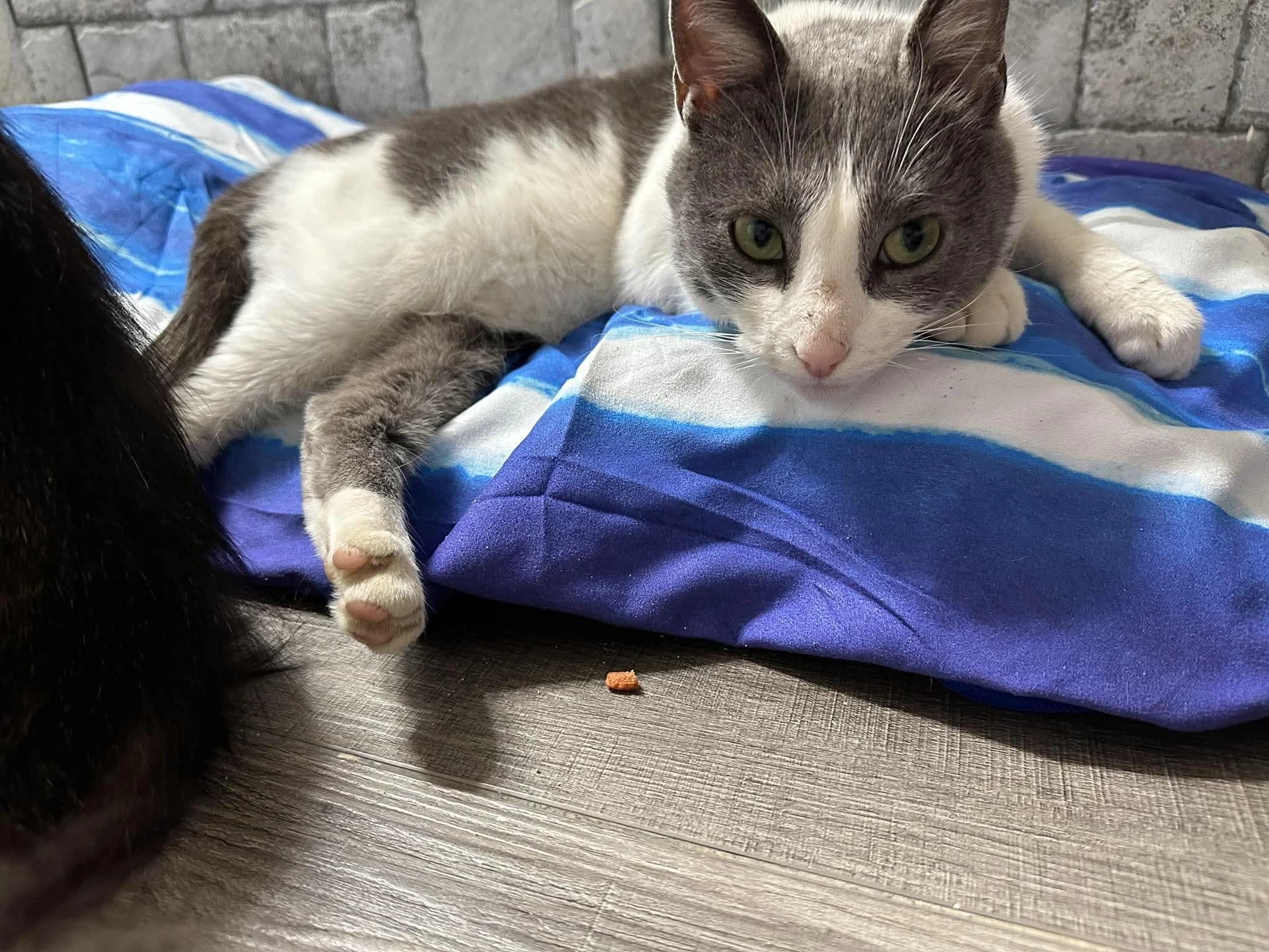 Athena, a gray and white cat, stretched out on a blue blanket