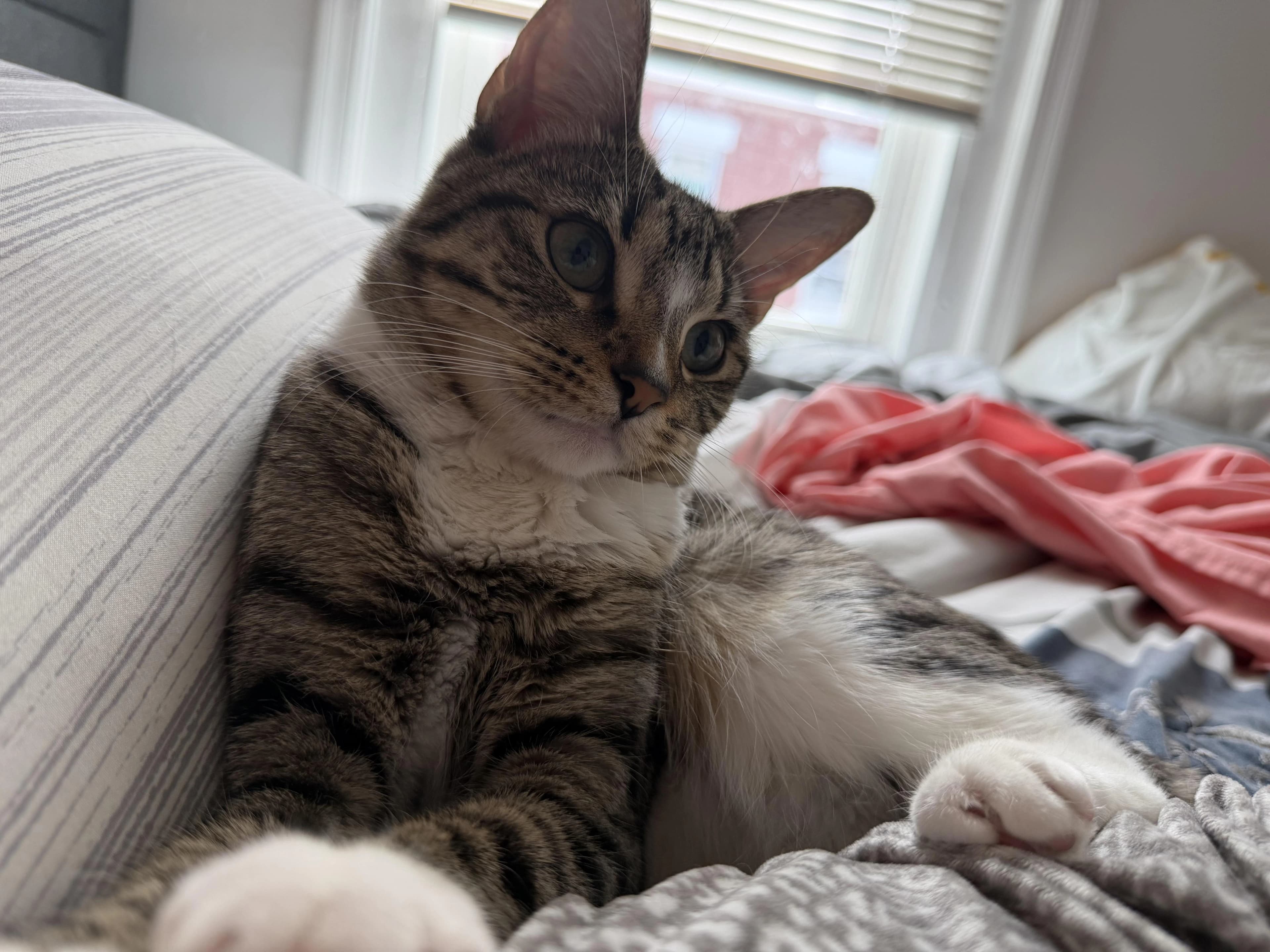 Roxy lounging on a striped bedspread beside a pink blanket
