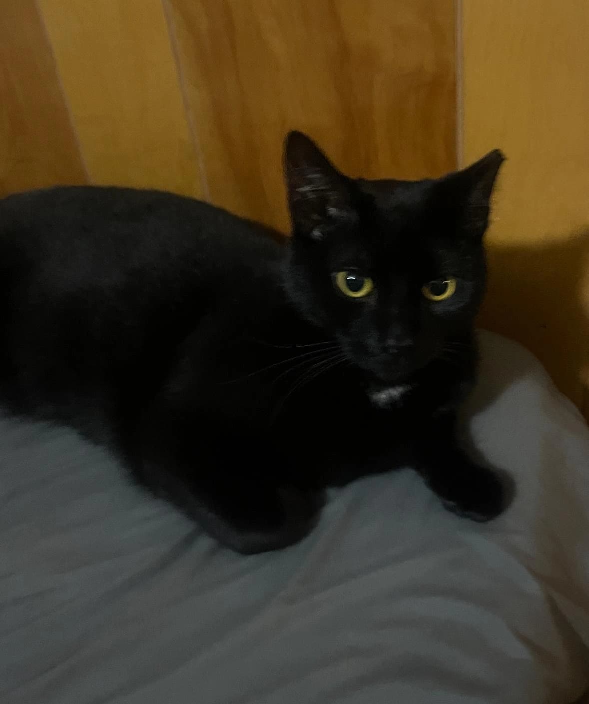 Jetty, a black cat, curled up in a cushioned chair