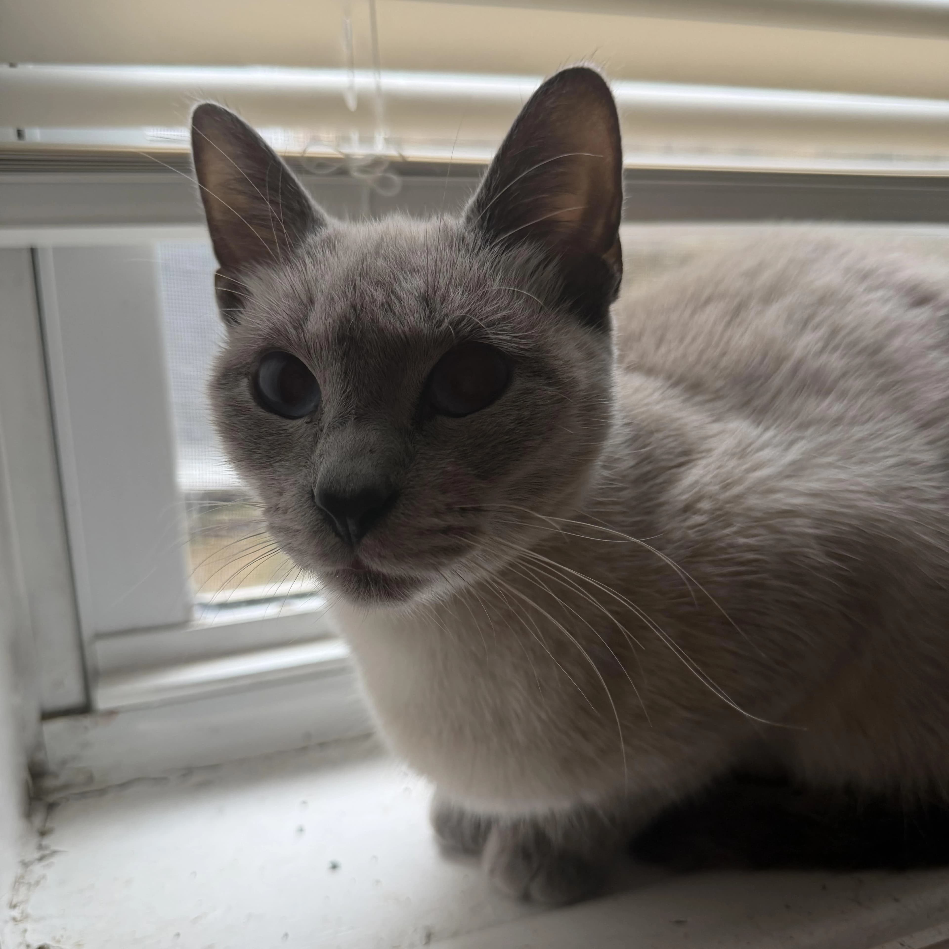 Bubbles, a cream cat with dark markings and blue eyes, beside a window