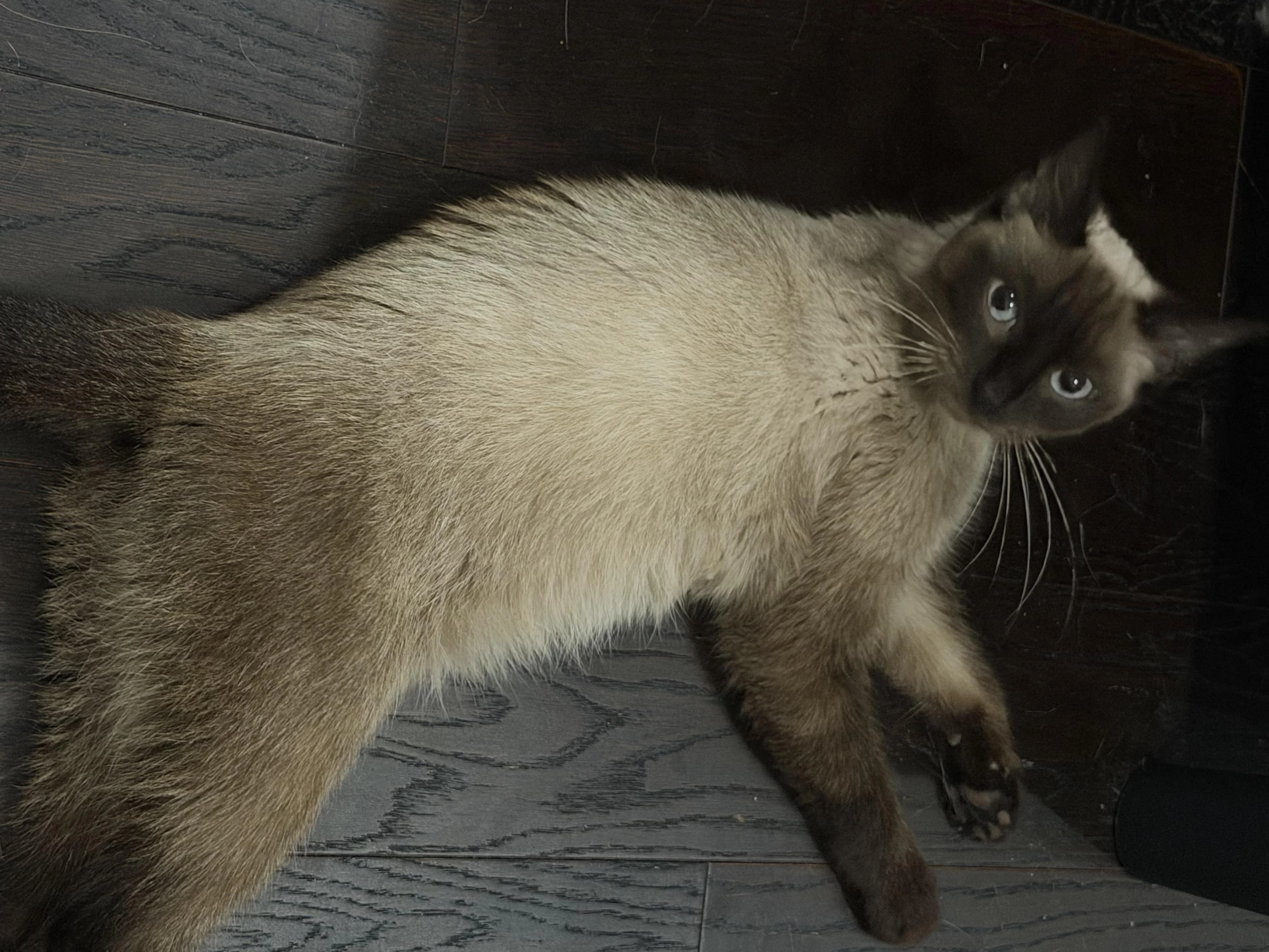 Pumpkin, a cream and brown cat with blue eyes, relaxing on the floor