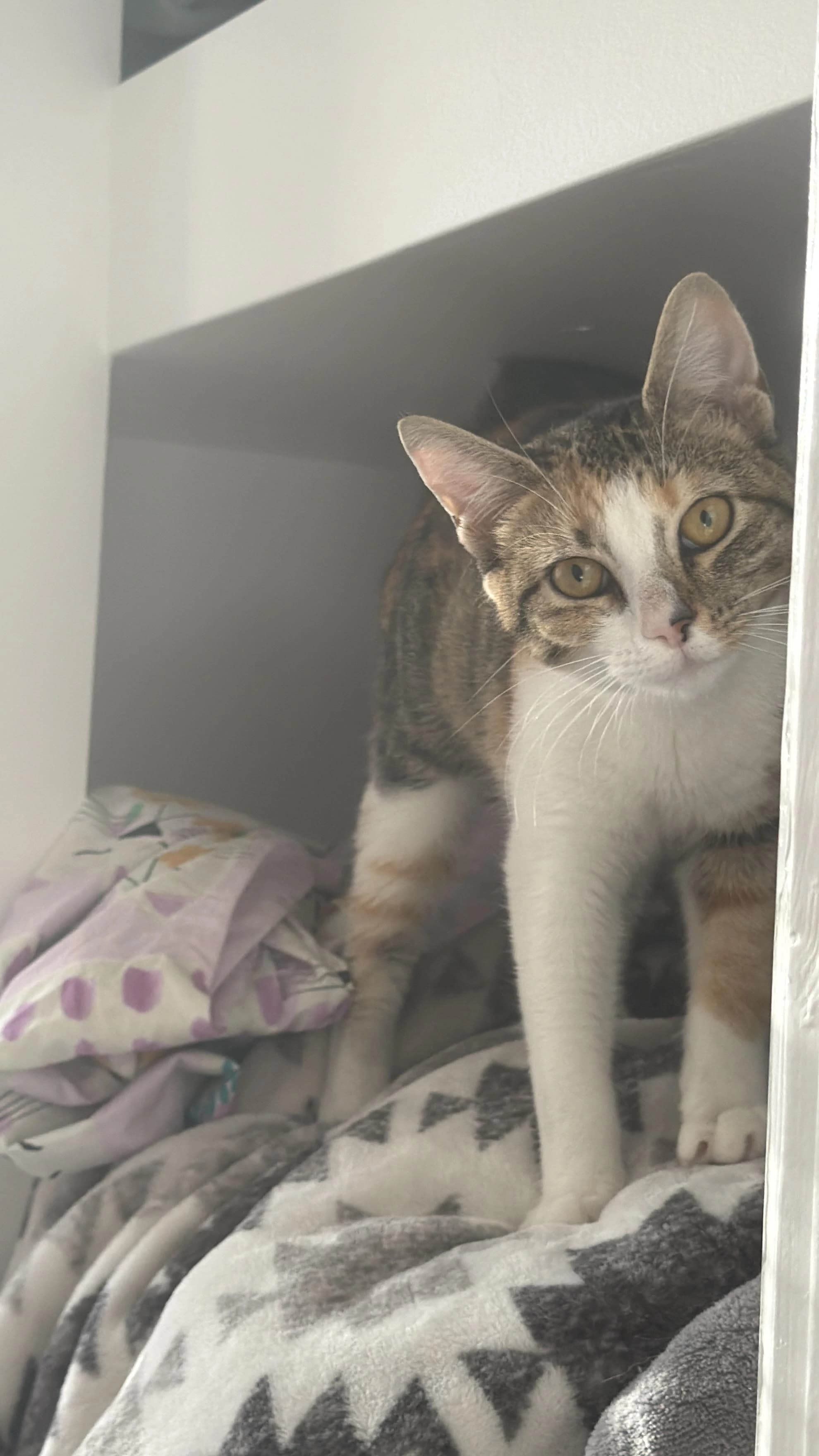 Sally, a tabby with a white chest, standing on a blanket