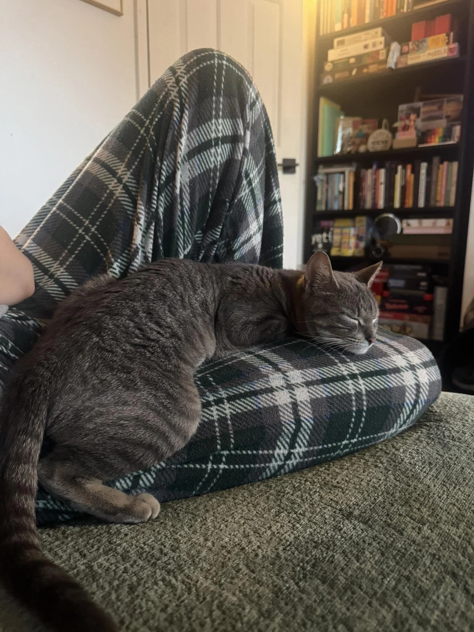 Puddles, a gray tabby, asleep on someone’s lap